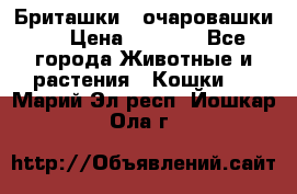 Бриташки - очаровашки.  › Цена ­ 3 000 - Все города Животные и растения » Кошки   . Марий Эл респ.,Йошкар-Ола г.